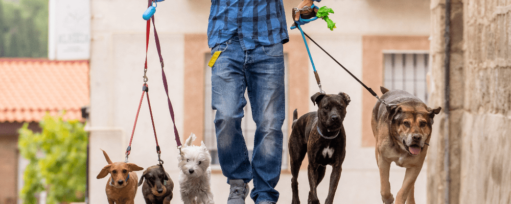 The Benefits of Forming a Limited Liability Company